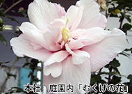 本社庭園内　むくげの花